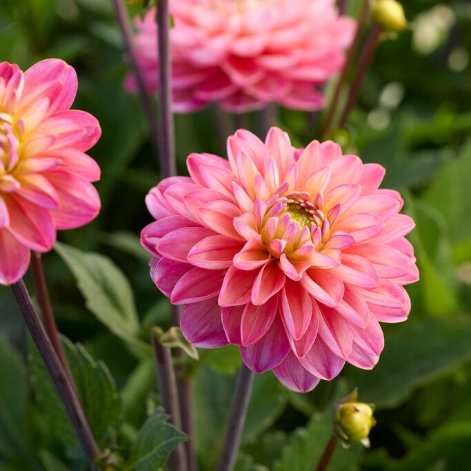Dahlia Border Melody Allegro 1-pakning